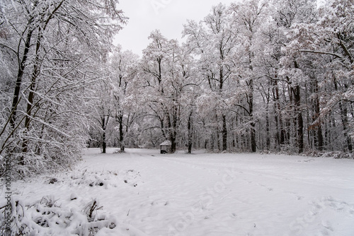 Obraz na płótnie A snowy forest with trees covered in snow. The trees are bare and the snow is deep. The scene is peaceful and serene. Germany. w salonie