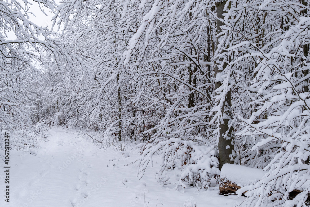 A snowy forest with trees covered in snow. The trees are bare and the snow is deep. The scene is peaceful and serene. Germany.