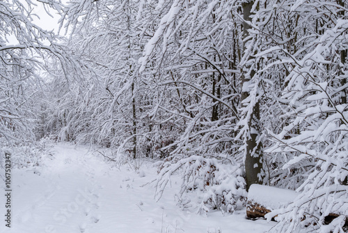 Obraz na płótnie A snowy forest with trees covered in snow. The trees are bare and the snow is deep. The scene is peaceful and serene. Germany. w salonie
