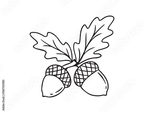 Hand drawn doodle oak leaves acorns icon. leaf, acorn of an oak tree. Outline drawing an acorn. 