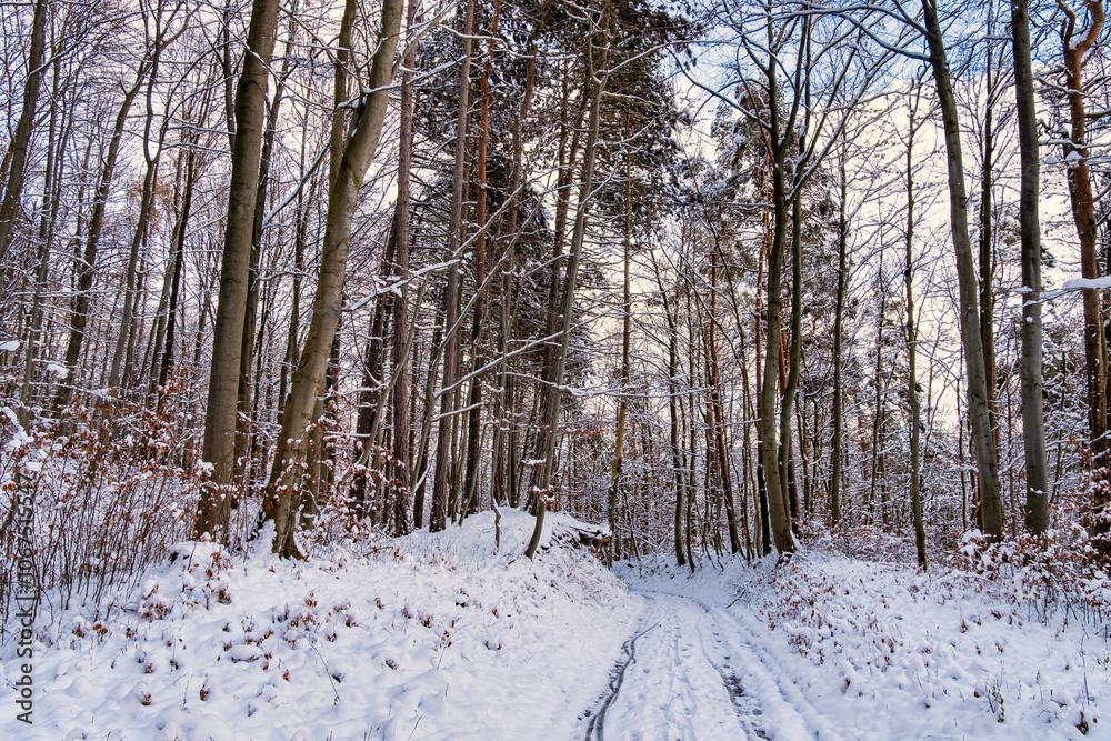 A snowy forest with trees covered in snow. The trees are bare and the snow is deep. The scene is peaceful and serene. Germany.