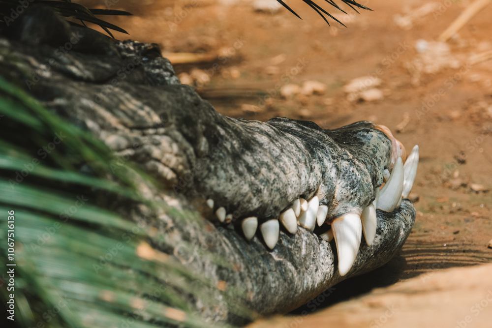 Fototapeta premium Close-up of the jaw of a huge crocodile lying in the jungle at the zoo. Large white sharp teeth stick out of its mouth. A dangerous animal. A carnivorous hunter lurking in anticipation of its prey.