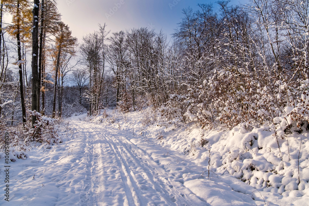 A snowy forest with trees covered in snow. The trees are bare and the snow is deep. The scene is peaceful and serene. Germany.