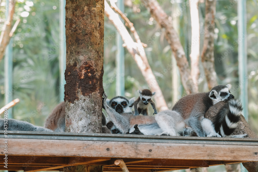 Naklejka premium A family of ring tailed lemurs rest on a wooden perch at the zoo. They lie down and a baby lemur jumps and runs around nearby. A cute little lemur with orange eyes.