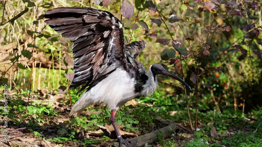 The Straw-necked Ibis, Threskiornis spinicollis is a bird of the ibis and spoonbill family Threskiornithidae. The Straw-necked Ibis, Threskiornis spinicollis is a bird of the ibis and spoonbill family Threskiornithidae.