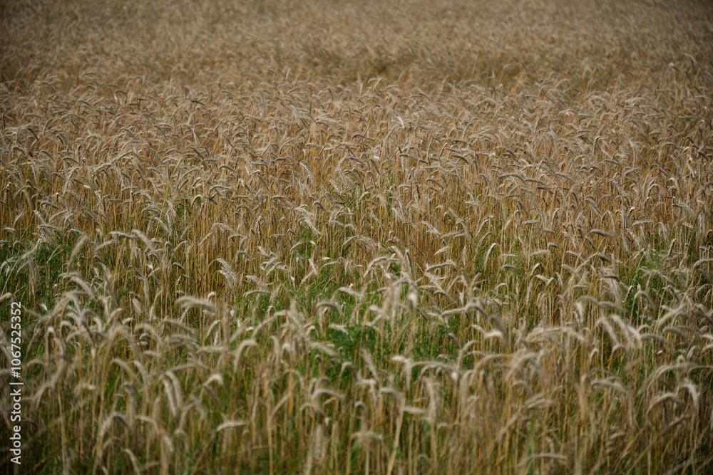 Ears of golden wheat over sunset sky. Close up beauty nature field background with sun flare. Germany.