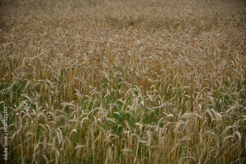 Obraz na płótnie Ears of golden wheat over sunset sky. Close up beauty nature field background with sun flare. Germany. w salonie
