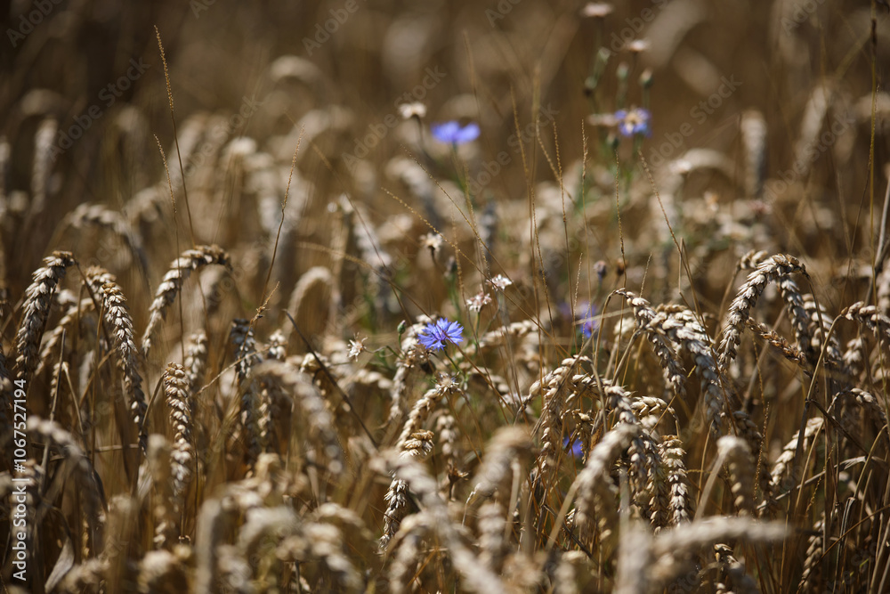 Wild pea blossom blue flowers braiding ripe wheat ear, natural background. Ripe wheat and wild flowers close-up.