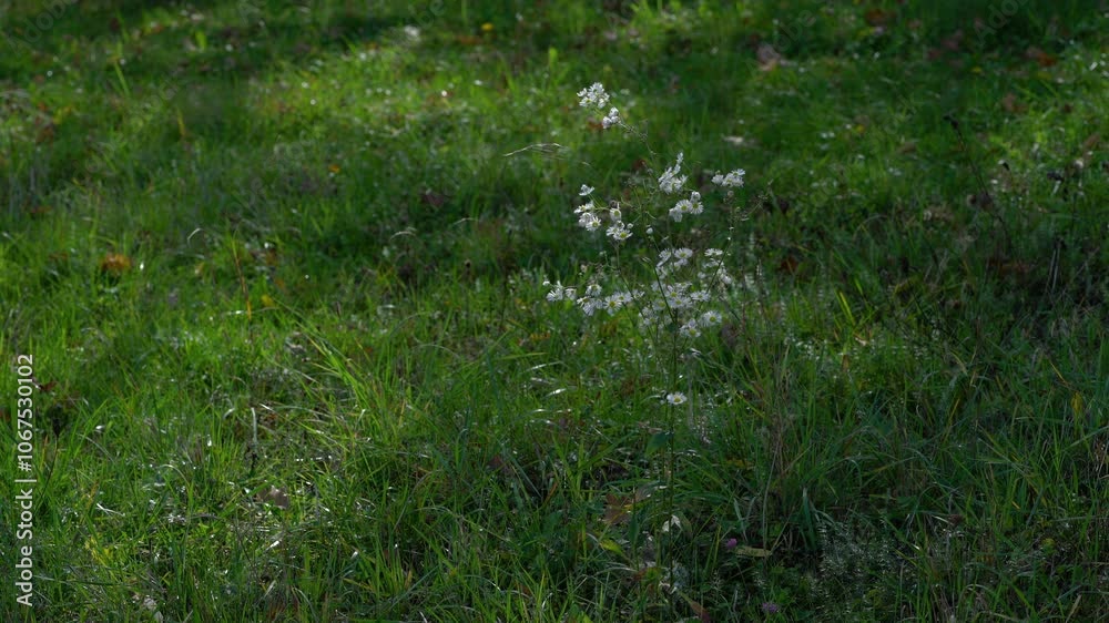 Prairie Fleabane in slight breeze (Erigeron strigosus) - (4K)