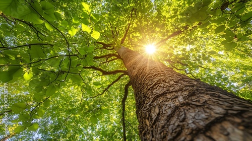 Looking up through tall mature tree canopy with sunburst filtering through bright green spring leaves, copy space