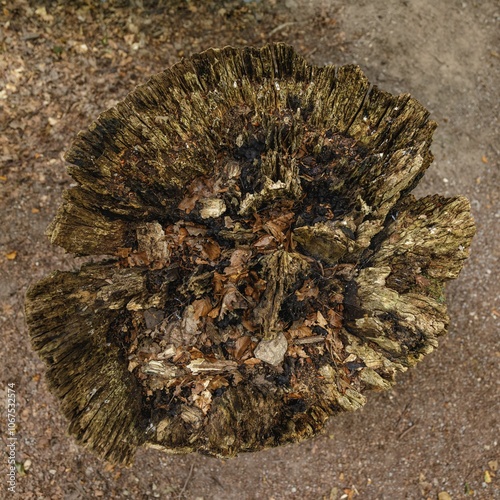 Closeup of a cut off dry tree stump in the forest photo