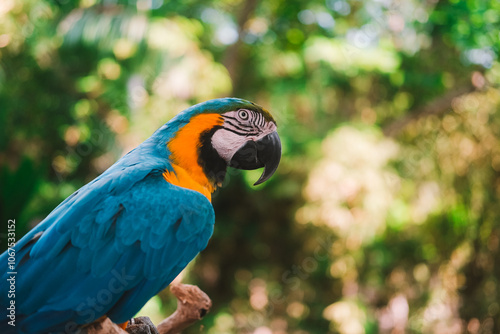 Portrait of a blue and yellow Macaw parrot sitting on a wooden perch against a lush green tropical garden. Exotic bird in a zoo looking at the camera. Bird watching.