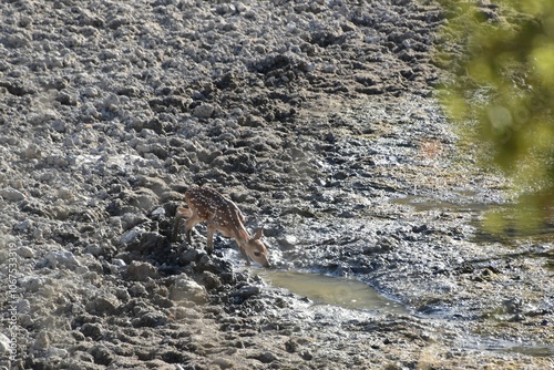 Young deer drinking in Mother Neff State Park inTexas photo