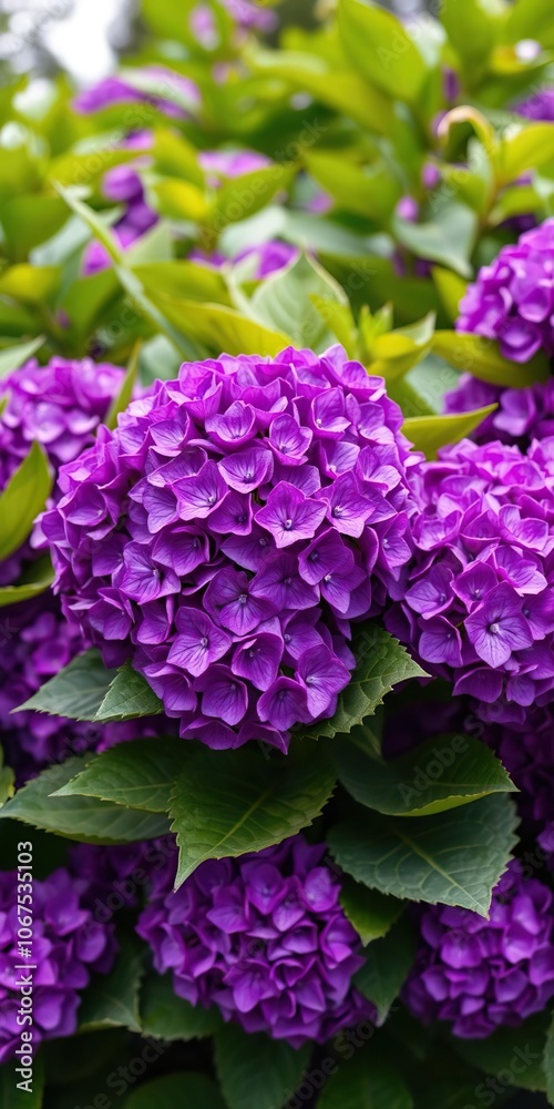 Vibrant purple hydrangea bush in full bloom with large green leaves, botanical, hydrangea Vibrant purple hydrangea bush in full bloom with large green leaves, botanical, hydrangea