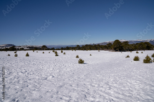 Alpine landscape. View of the snowfield under a clear blue sky in a sunny day, with the mountains in the background. photo