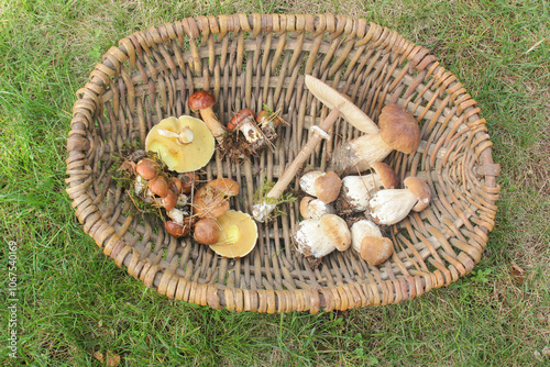 Waldpilze sammeln Pilze Steinpilze Parasol Butterpilze photo