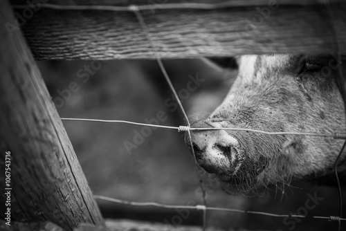 Head and snout of a adult pig sticking out past a wire fence. 