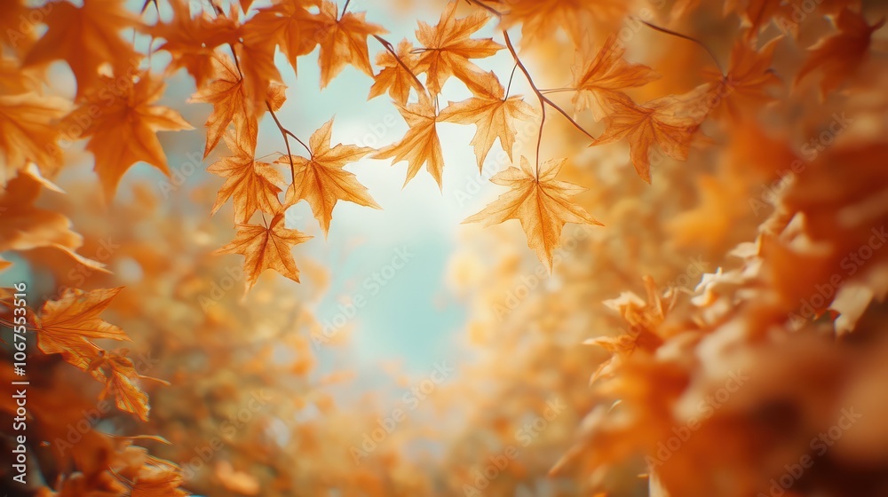 orange fall leav es, autumn natural background with maple trees orange fall leav es, autumn natural background with maple trees