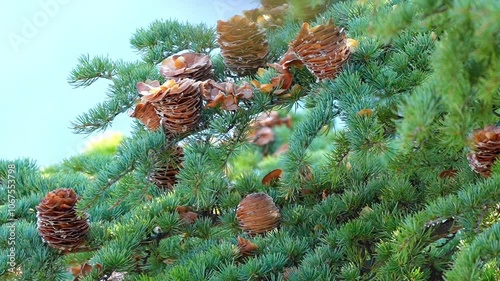 Chilghoza pine cones nestled among lush green branches - 120fps Slow Motion Footage photo