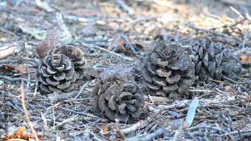 Close-up of chilghoza pine cone resting on the forest floor surrounded by pine needles - 120fps Slow Motion Footage photo