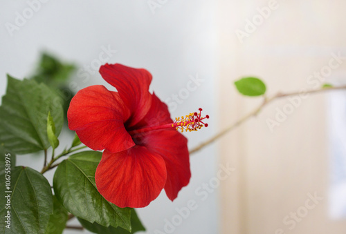 red flower 