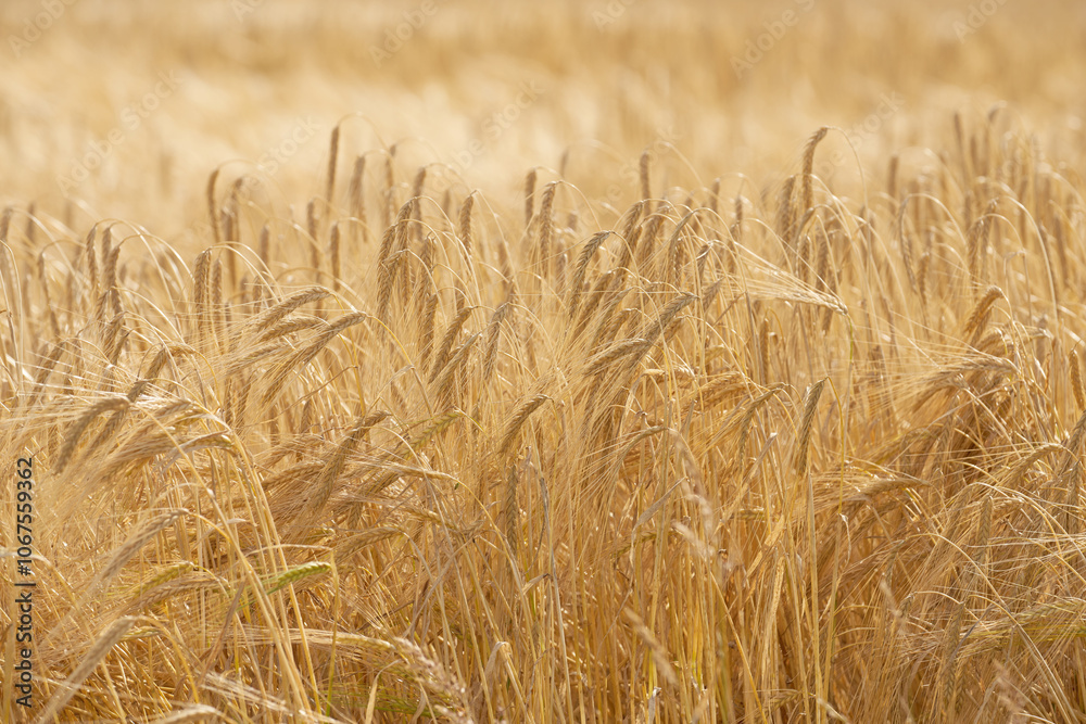 Grass, wheat and field with growth outdoor of grain harvest, agriculture farm and crop production of environment. Countryside, nature and rice farming, organic plant and sustainable with food process Grass, wheat and field with growth outdoor of grain harvest, agriculture farm and crop production of environment. Countryside, nature and rice farming, organic plant and sustainable with food process
