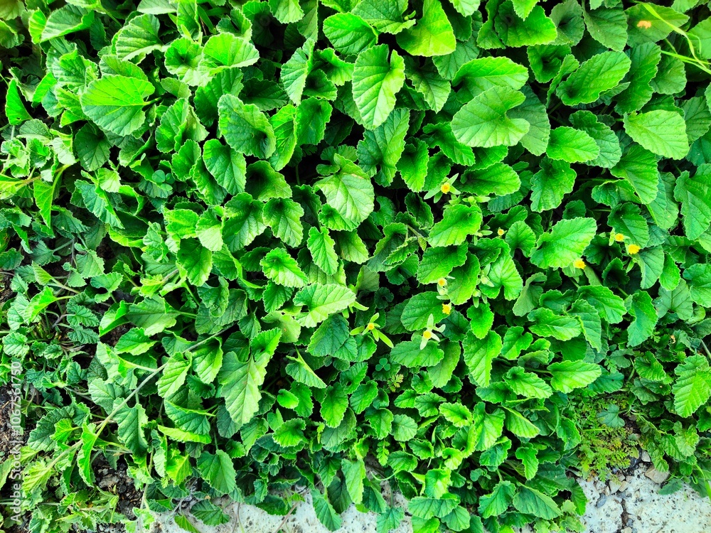 Obraz premium Plantas