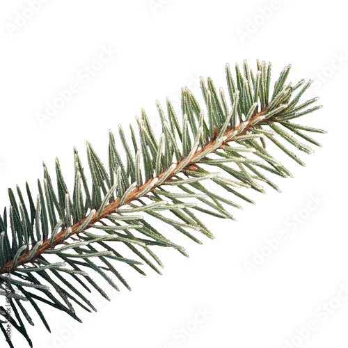 A beautifully frosted evergreen branch with ice crystals on the needles, perfect for winter-themed decorations and holiday design, isolated on a transparent background
