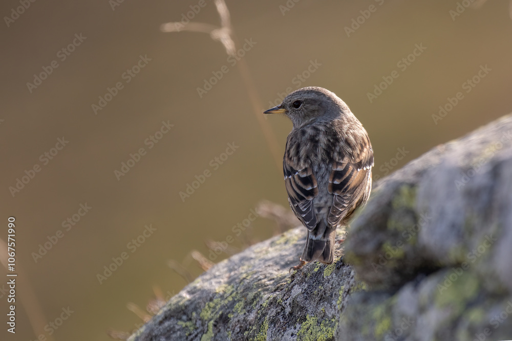 An alpine Accentor (Prunella collaris) perches on a lichen-covered rock, looking over its shoulder. The background is softly blurred, highlighting the bird's detailed plumage. Alps. An alpine Accentor (Prunella collaris) perches on a lichen-covered rock, looking over its shoulder. The background is softly blurred, highlighting the bird's detailed plumage. Alps.