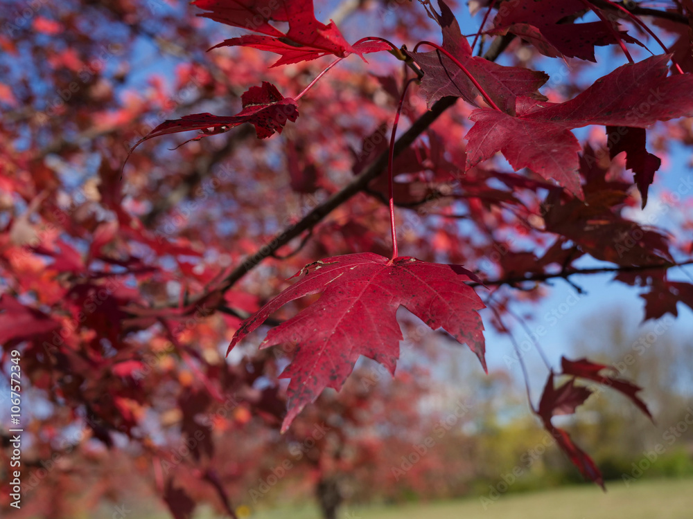 red maple leaves