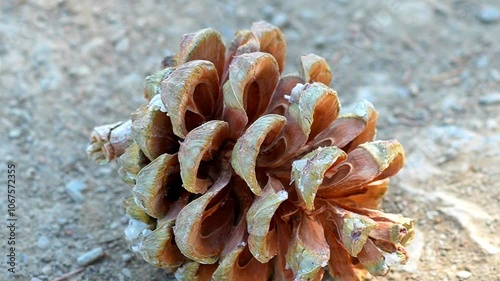 Close-up of chilghoza pine cone resting on the forest floor surrounded by pine needles - 120fps Slow Motion Footage photo