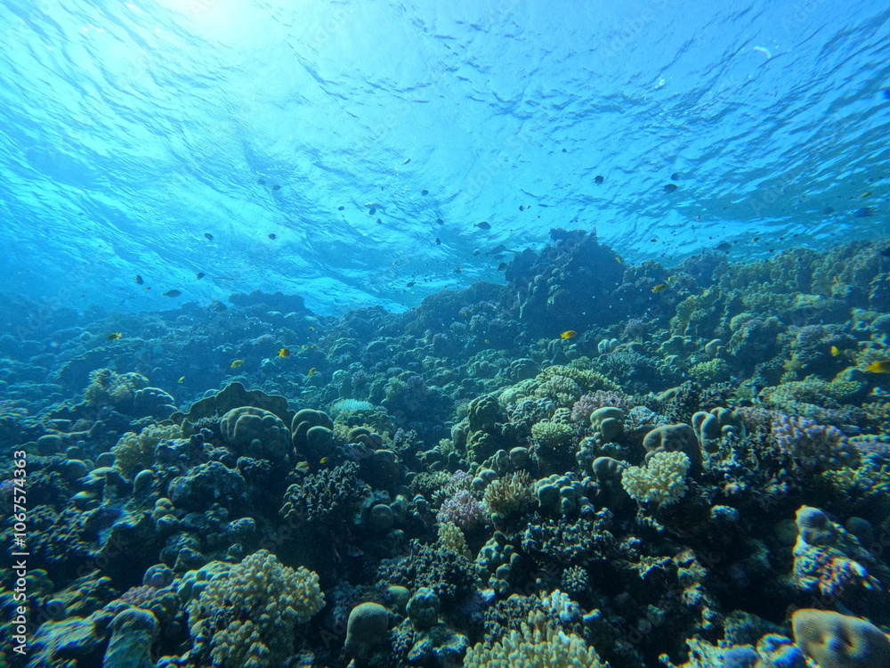 Fototapeta premium Coralreef