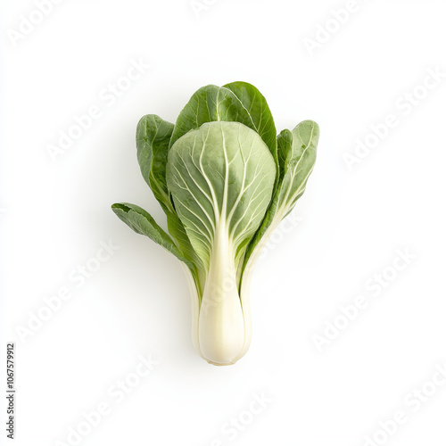 A single head of bok choy, isolated on a white background, emphasizing an Asian vegetable