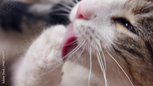 extreme close up of cat licking its paw