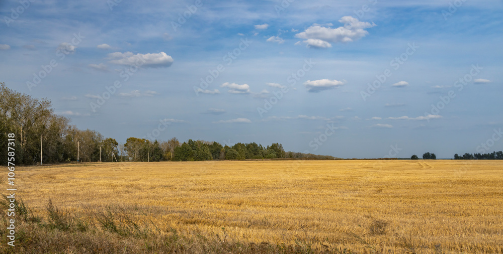 A field of yellow grass with a blue sky in the background A field of yellow grass with a blue sky in the background