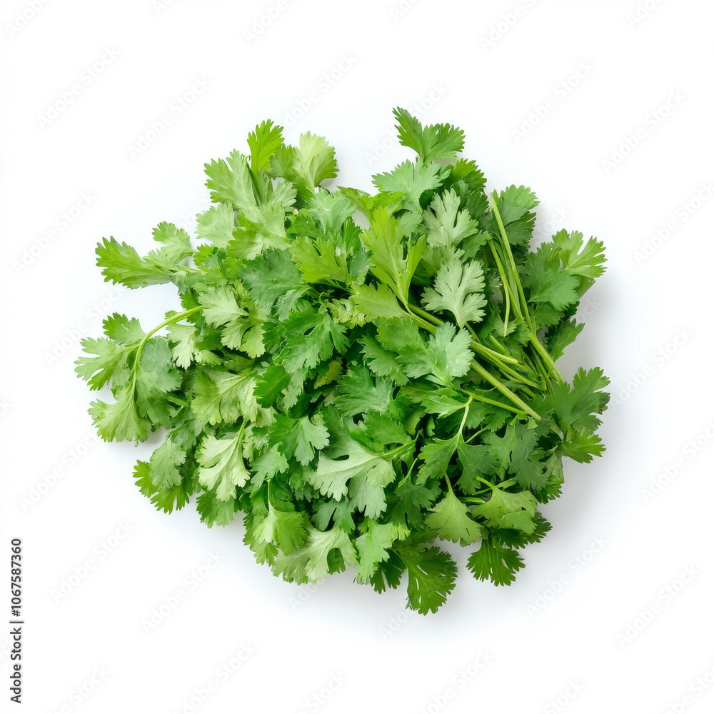 Fototapeta premium A bunch of fresh cilantro leaves, isolated on a white background, highlighting a fragrant herb