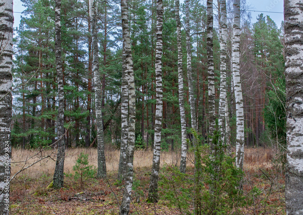 Magical birch grove in autumn Magical birch grove in autumn