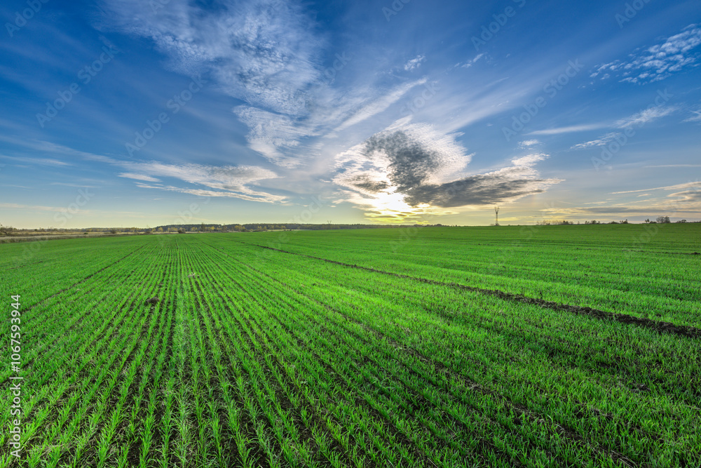 A field of green grass with a large cloud in the sky A field of green grass with a large cloud in the sky
