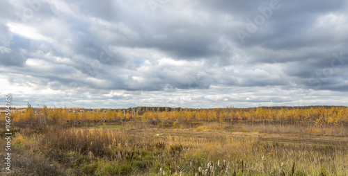 A field of yellow grass with a cloudy sky in the background