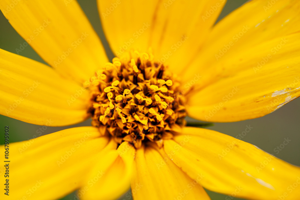 Close-up capturing intricate details and vibrant hues of a yellow flower center. Ideal for botanical themes and floral backgrounds. Close-up capturing intricate details and vibrant hues of a yellow flower center. Ideal for botanical themes and floral backgrounds.