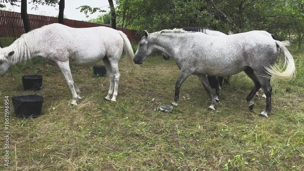 Group of horses drinking from several buckets full of water