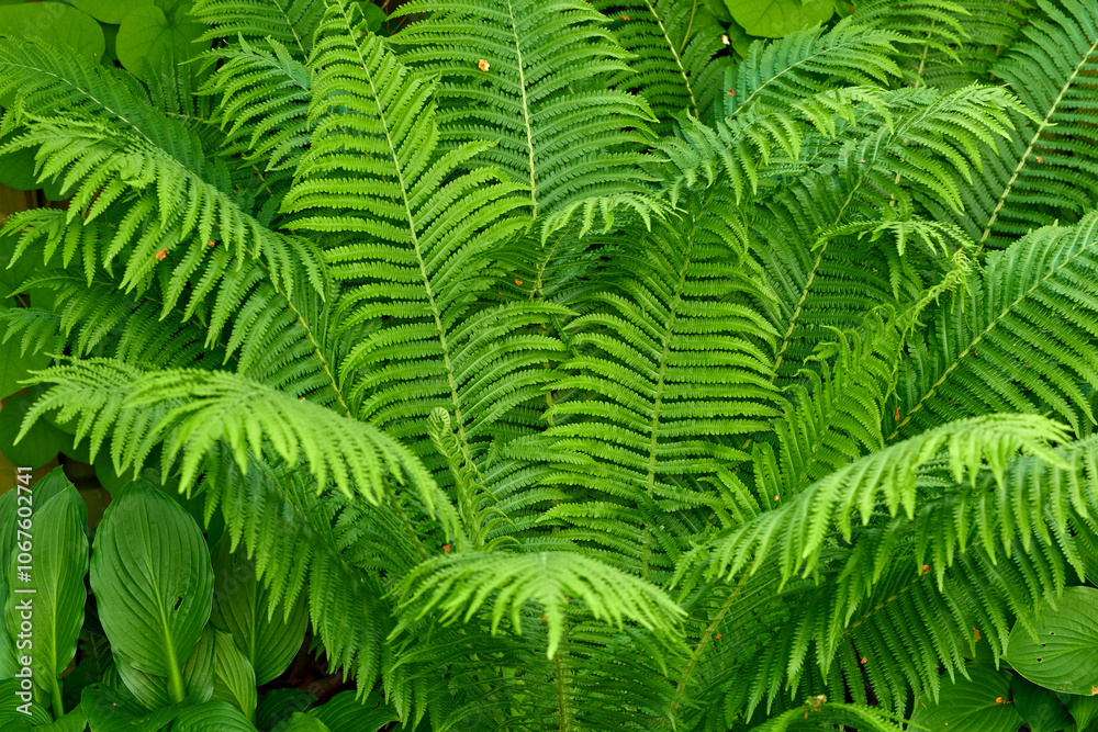 Green, growth and wallpaper with fern in garden closeup for botany, horticulture or landscaping. Background, environment and nature with plants growing outdoor in backyard for conservation or ecology Green, growth and wallpaper with fern in garden closeup for botany, horticulture or landscaping. Background, environment and nature with plants growing outdoor in backyard for conservation or ecology
