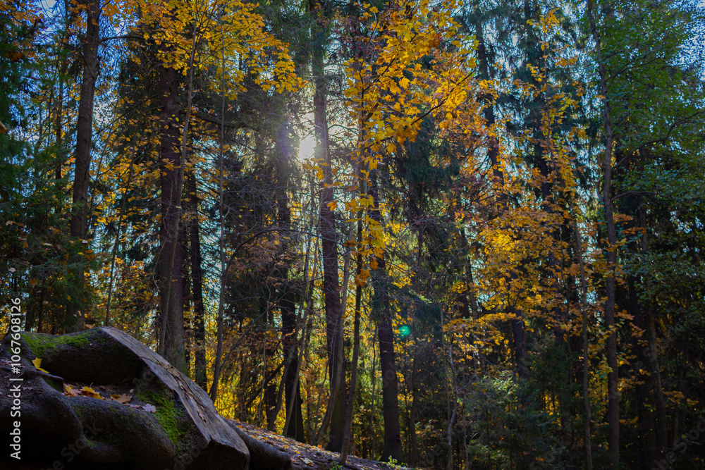 Fototapeta premium autumn in the woods