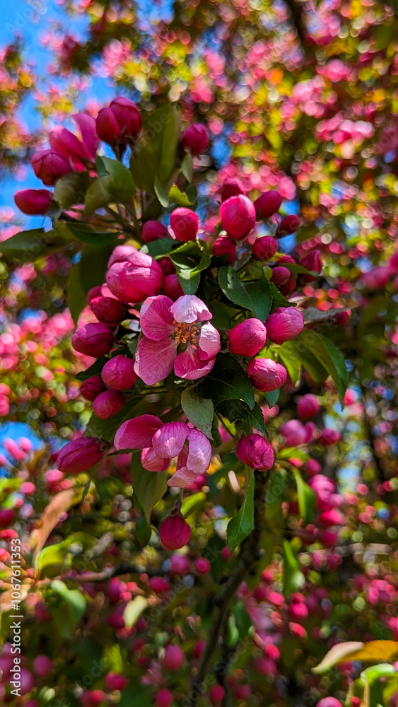 Vibrant Cherry Blossom Tree in Full Bloom: Dark Pink Flowers Ushering in Peak Spring in Montreal Vibrant Cherry Blossom Tree in Full Bloom: Dark Pink Flowers Ushering in Peak Spring in Montreal
