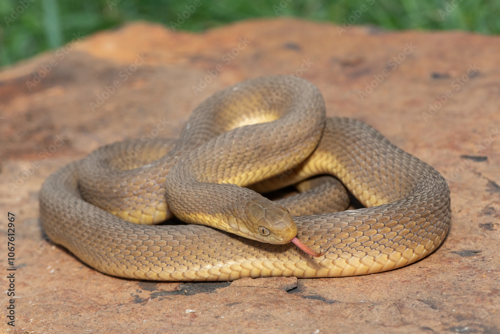 Fototapeta premium A beautiful adult Southern Brown Egg-eater (Dasypeltis inornata) in the wild
