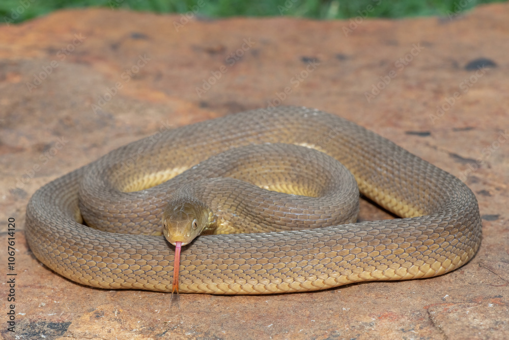 Obraz premium A beautiful adult Southern Brown Egg-eater (Dasypeltis inornata) in the wild