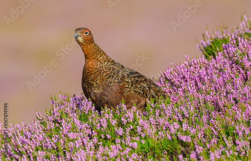 Red Grouse, Scientific name: Lagopus Lagopus. A stunning male Red Grouse with red eyebrow facing left in blooming purple heather.  Clean background.  Space for copy, Horizontal.