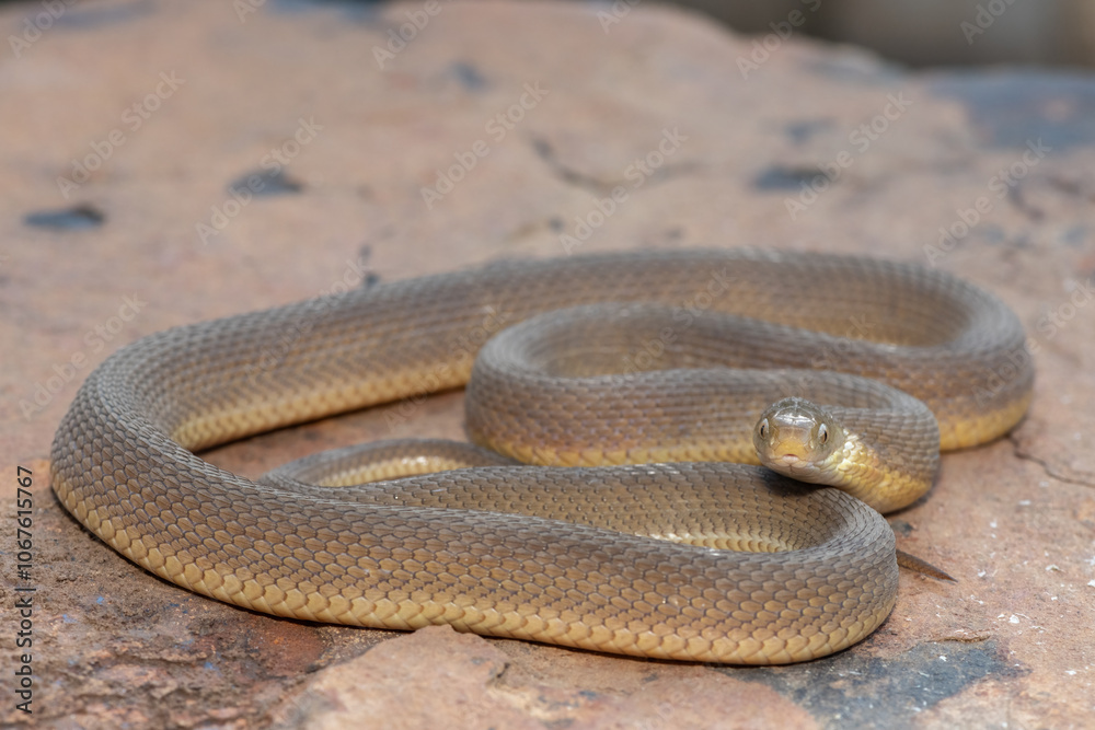 Fototapeta premium A beautiful adult Southern Brown Egg-eater (Dasypeltis inornata) in the wild