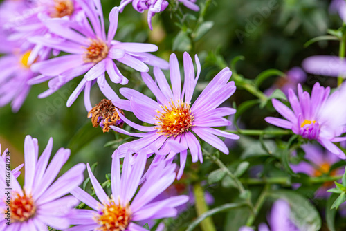 Symphyotrichum dumosum Aster dumosus beautiful blue autumn flowers.  photo