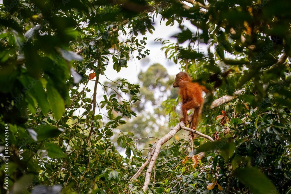 Infant orangutan on tree branch Infant orangutan on tree branch